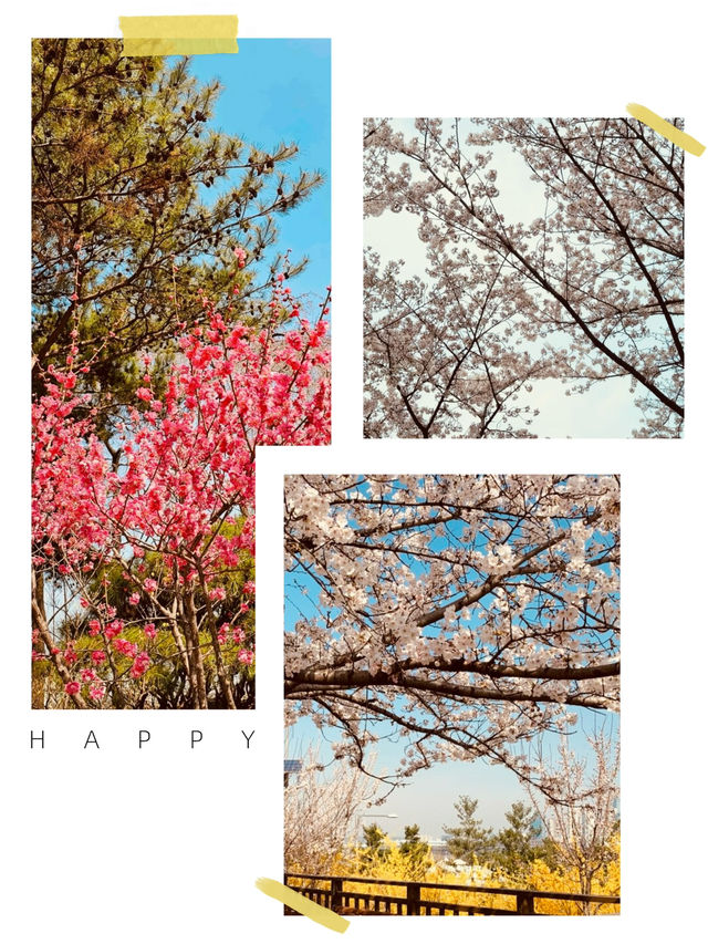 Yunjung Road: A Photographer's Dream in a Sea of Cherry Blossoms