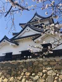 Full Bloom at Hikone Castle! 🌸