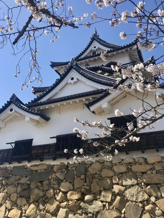 Full Bloom at Hikone Castle! 🌸