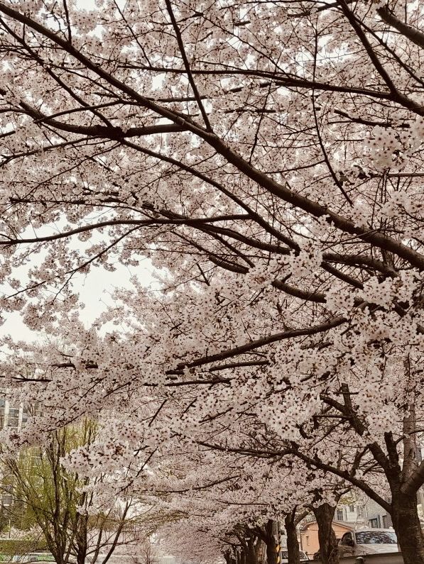 Seoun Park: Incheon's Green Space with Spring Blossom Surprises 