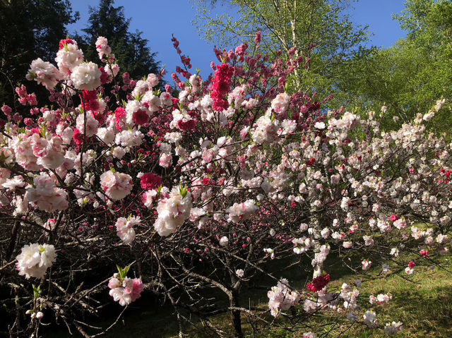 田立の滝群で梅の花をみよう！名瀑×季節の彩り！春の始まりを感じる絶景トレッキングへ🌸💧