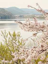 Urban Oasis in Bloom: Gwanggyo Lake's Springtime Charm for All 