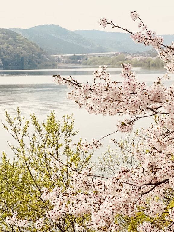 Urban Oasis in Bloom: Gwanggyo Lake's Springtime Charm for All 