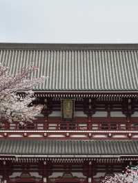 東京｜淺草寺櫻花一日遊 🌸