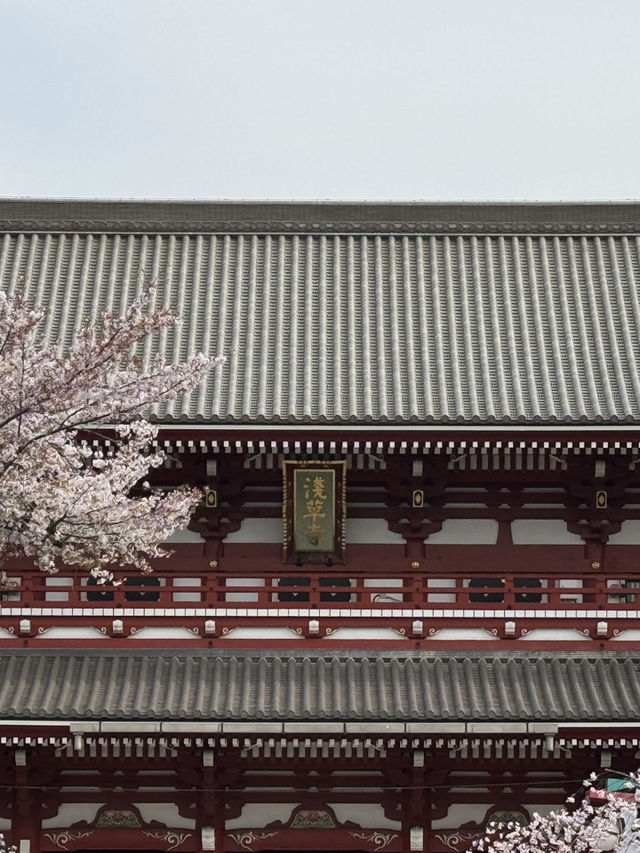 東京｜淺草寺櫻花一日遊 🌸