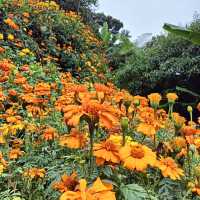 裕廊湖花園•熱帶奇花異卉