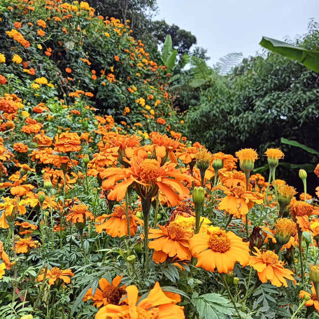 裕廊湖花園•熱帶奇花異卉