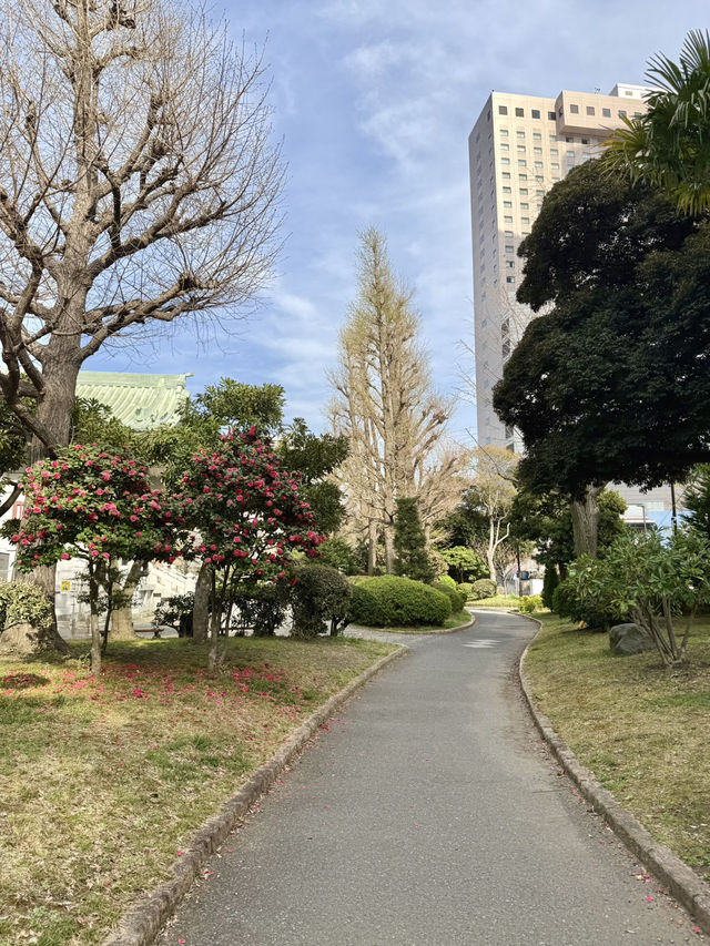 Spring Stroll in Yokoamicho Park🌼