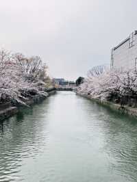 儚くも美しい京都へ