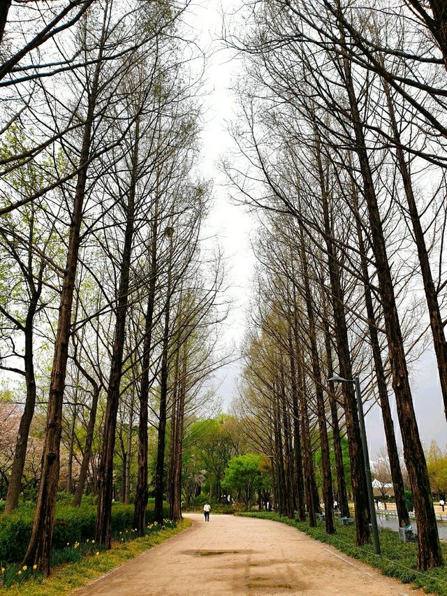 눈 내리던 4월의 서울숲 🌷 튤립 현황