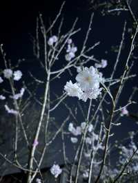 【兵庫】桜のトンネル