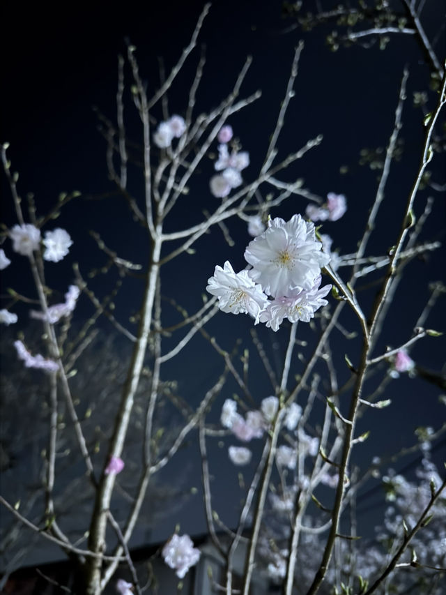 【兵庫】桜のトンネル