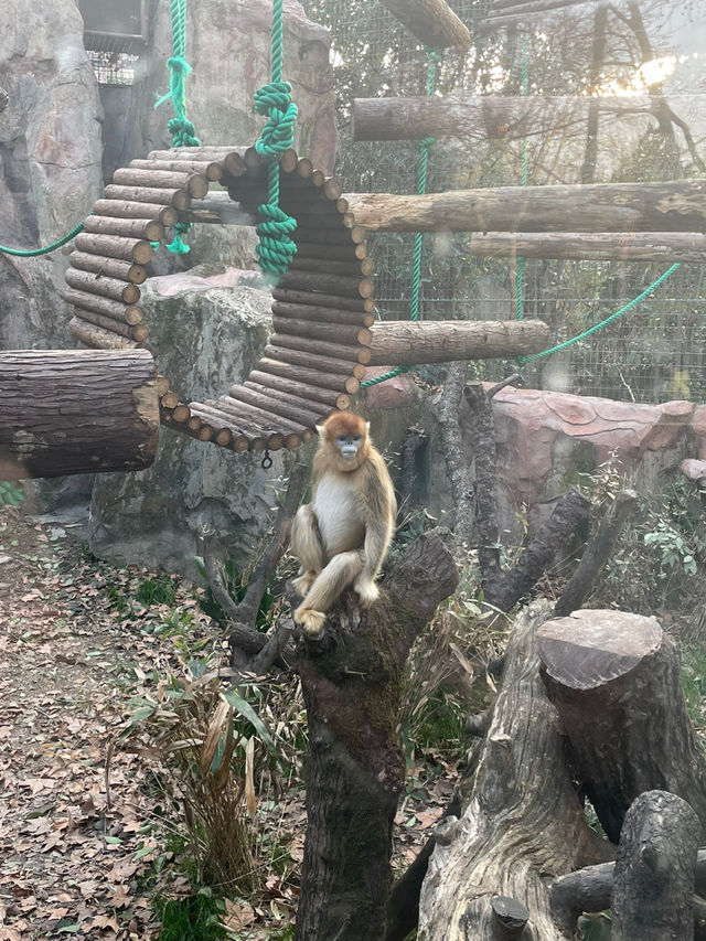上海动物园 상하이 동물원 후기+꿀팁
