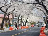 “Jinhae in Bloom: A Spring Symphony of Cherry Blossoms”