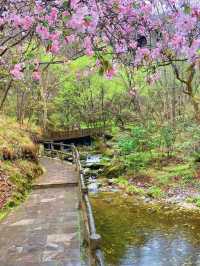 Explore Qinling Mountains