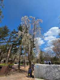Chasing Cherry Blossoms: The Magic of Nami Island