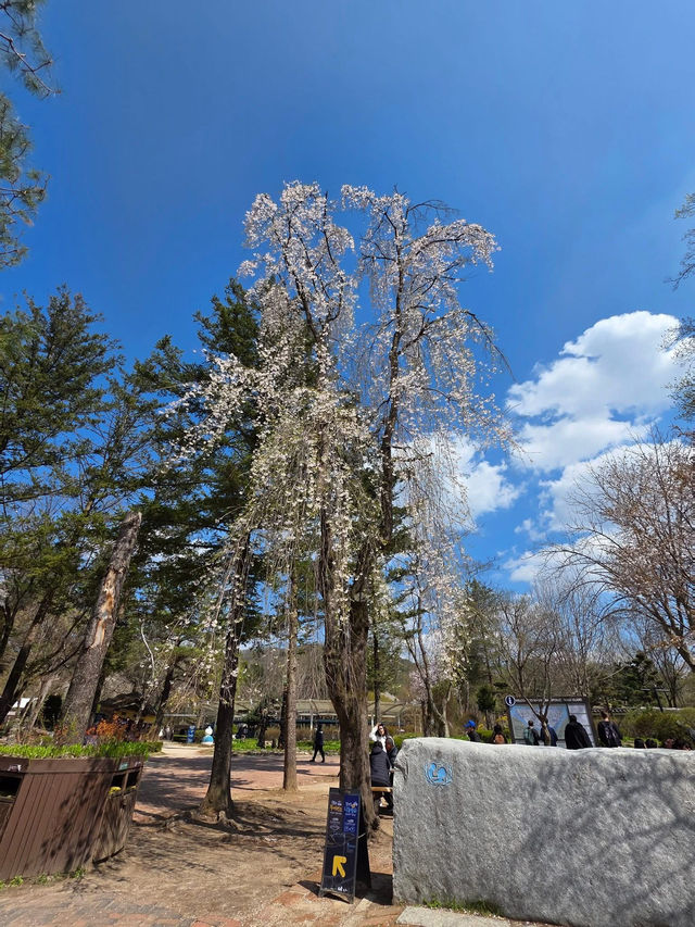 Chasing Cherry Blossoms: The Magic of Nami Island