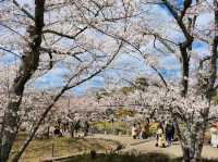 🌸【京都・八坂神社｜櫻下的野餐盛宴】⛩️  