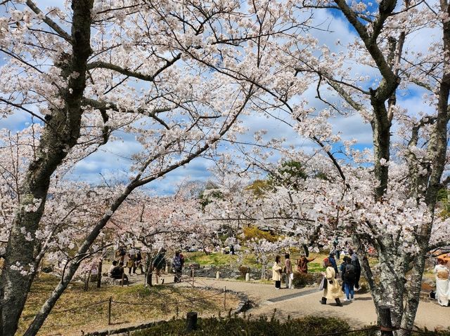 🌸【京都・八坂神社｜櫻下的野餐盛宴】⛩️  