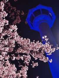 Chasing Cherry Blossoms Through Busan Streets