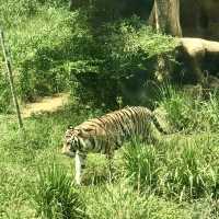 Safari Lagoi Bintan: A Wildlife Sanctuary