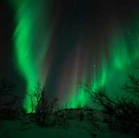 Chasing Aurora in Tromsø: Frozen Toes, Whale Snot, & the Night Sky’s Greatest Show ✨🌌