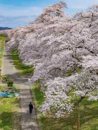Sendai, Japan | Hitome Senbonzakura Along the Shiroishi River — Absolutely Breathtaking!