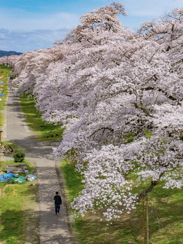 Sendai, Japan | Hitome Senbonzakura Along the Shiroishi River — Absolutely Breathtaking!