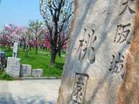 Cherry Blossom Dreams at Osaka Castle Park