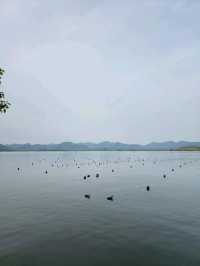ช่วงเวลาที่เงียบสงบของทะเลสาบ Xihu 
