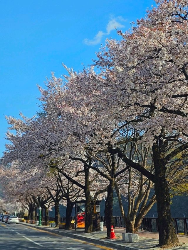 벚꽃 구경은 단양에서!