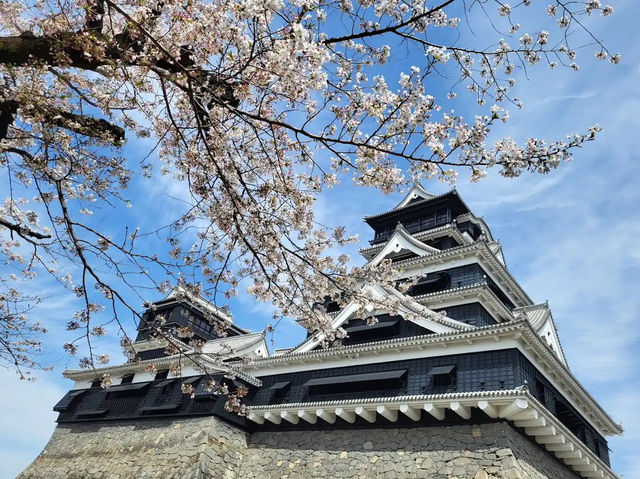 北九洲賞花🌸 熊本城櫻花盛開🌸
