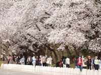 Incheon Grand Park Cherry Blossoms: A Floral Oasis Near Seou