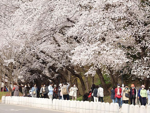 Incheon Grand Park Cherry Blossoms: A Floral Oasis Near Seou