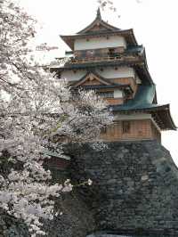 Suwa Lakeside Takashima Castle Sakura | Where Blossoms Meet the "Floating Castle"