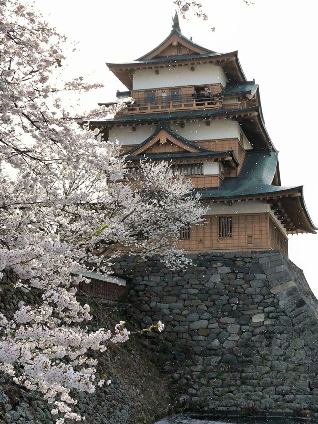 Suwa Lakeside Takashima Castle Sakura | Where Blossoms Meet the "Floating Castle"