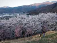 Matsumoto Kobo-yama Sakura | A Secluded Pink Paradise in the Japanese Alps