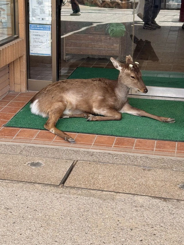 【広島/宮島】宮島日帰り旅行