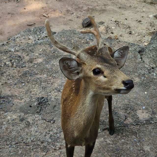 獨遊清邁4日3夜 