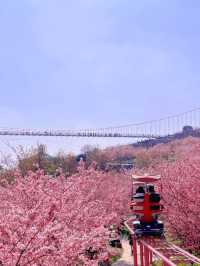Chengdu’s Cherry Blossom Wonderland — Manhua Manor Blooming Fantasy