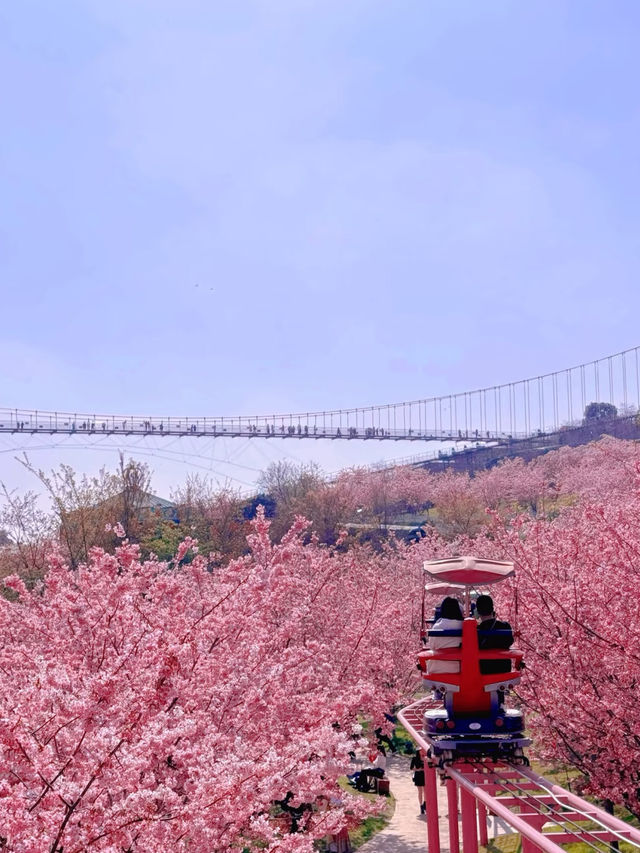 Chengdu’s Cherry Blossom Wonderland — Manhua Manor Blooming Fantasy