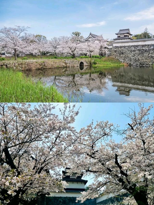 櫻花下修復後的福岡城跡
