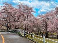 札幌農試公園，市民賞櫻踏青的農業試驗園區