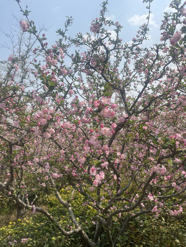 봄날에 갈만한 상해 공원(구춘공원/顾村公园/벚꽃