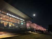 The Most Beautiful and Romantic Starbucks store with Cherry Blossom! 🌸 