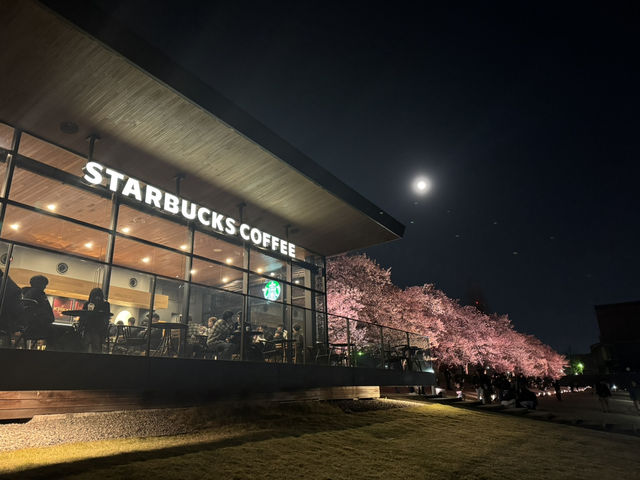 The Most Beautiful and Romantic Starbucks store with Cherry Blossom! 🌸 