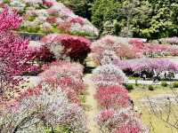 【長野県・花桃の里】まさに桃源郷