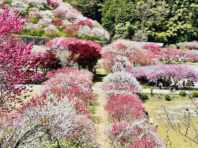 【長野県・花桃の里】まさに桃源郷