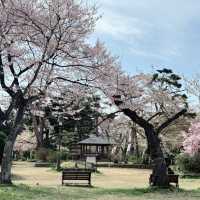 A 350-Year-Old Cherry Blossom Wonderland