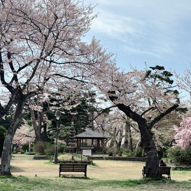 A 350-Year-Old Cherry Blossom Wonderland